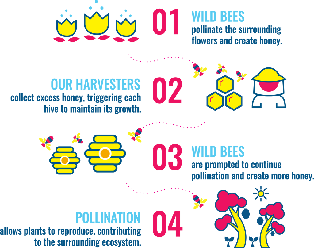Wild Bees pollinate the surrounding flowers and create honey. Our harvesters collect excess honey, triggering each hive to maintain its growth. Wild bees are prompted to continue pollination and create more honey. Pollination allows plants to reproduce, contributing to the surrounding ecosystem!