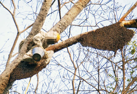 Indian Worker in Tree to work with Bee hive